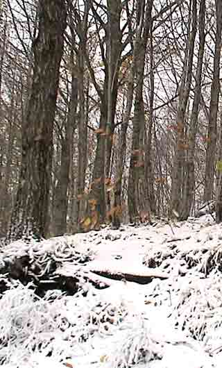 Neve nel bosco