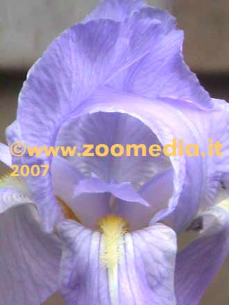 Iris violetto in fiore