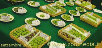 Varietà di olive